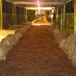 26ª Festa da Cocada movimenta a Orla de Maracaípe