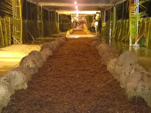 26ª Festa da Cocada movimenta a Orla de Maracaípe